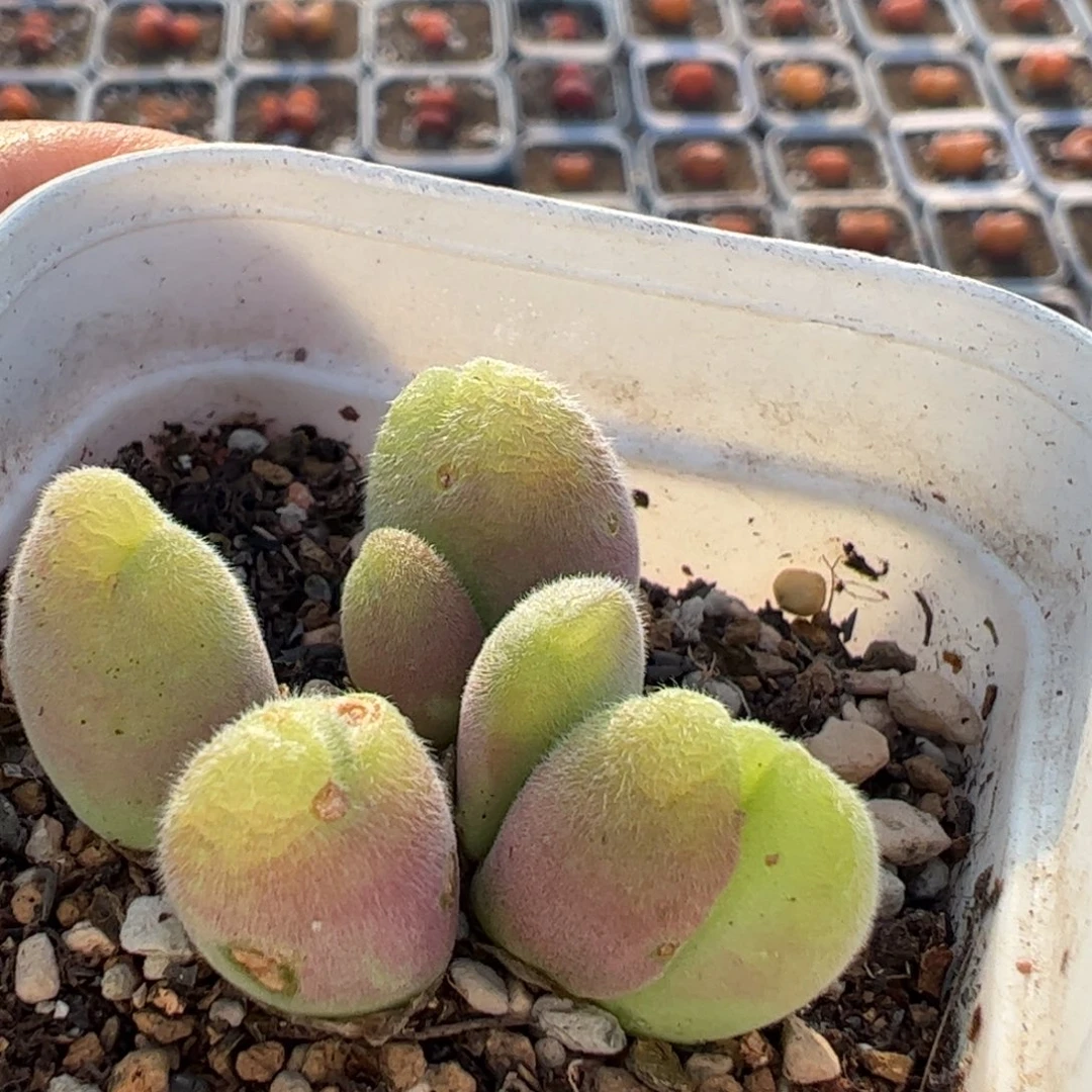 250多肉植物百科