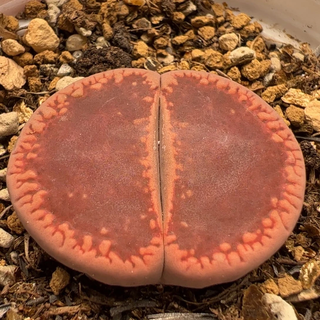 419多肉植物百科