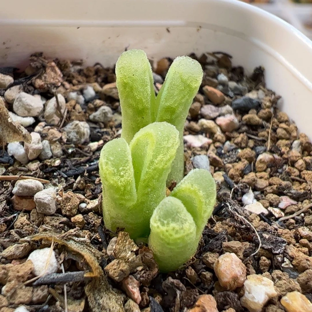 270236多肉植物百科