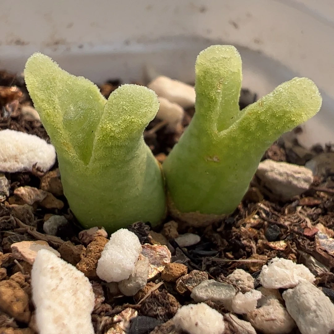 25077多肉植物百科