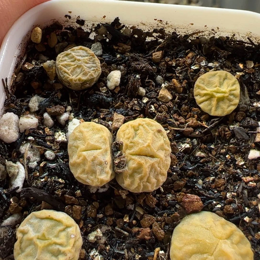 415多肉植物百科