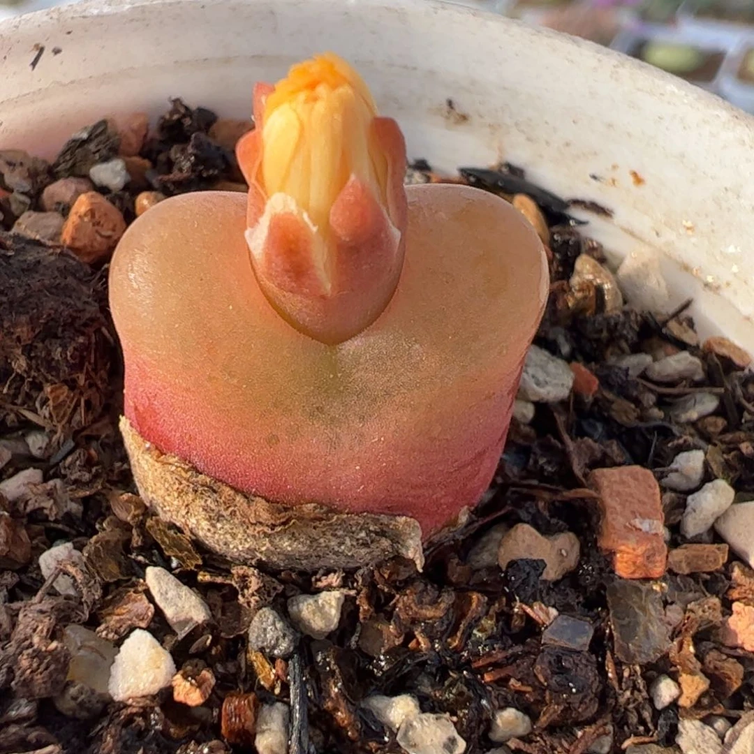 26062多肉植物百科