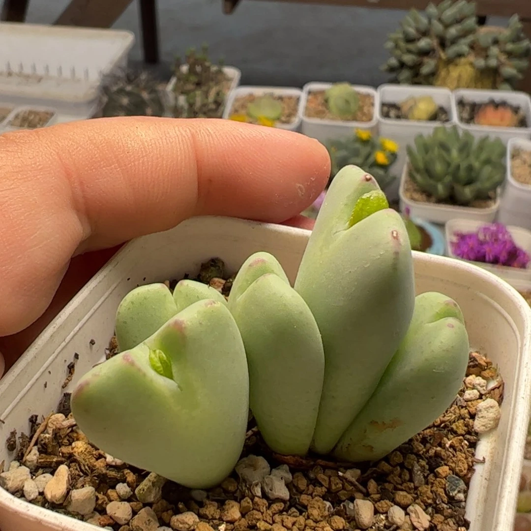 170205多肉植物百科