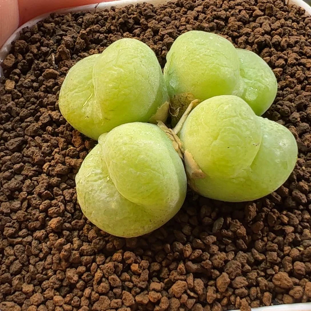 27012多肉植物百科