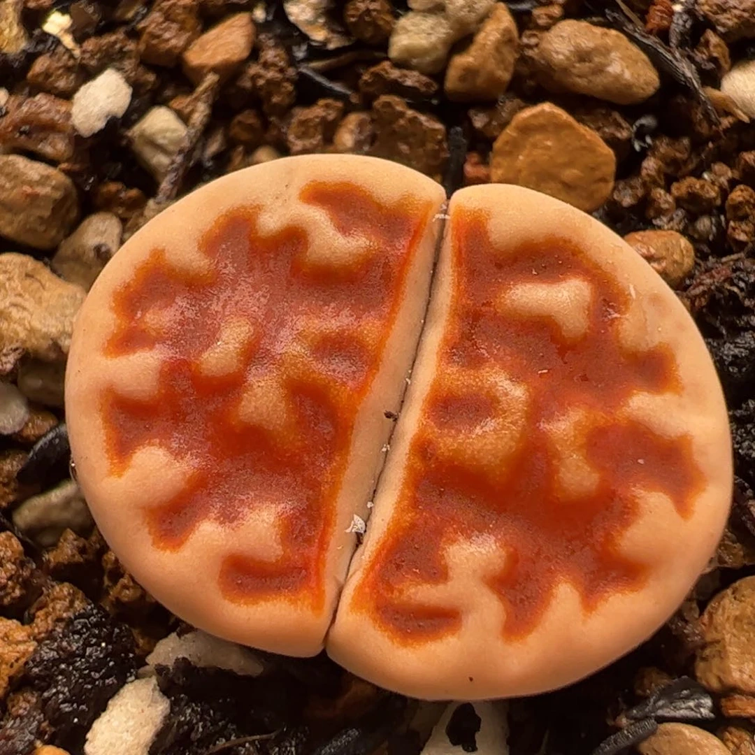 335多肉植物百科