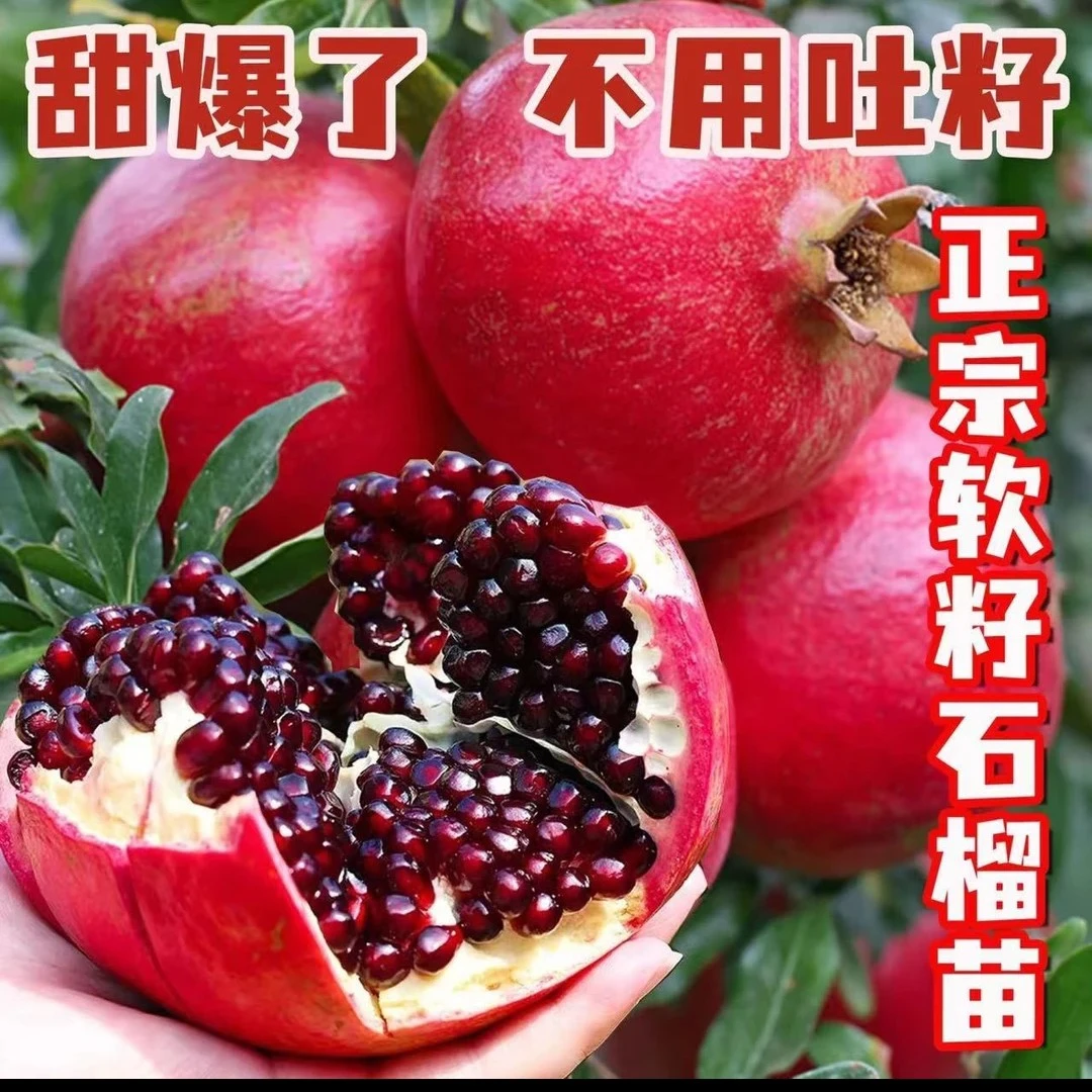 公斤软籽大果甜石榴抗寒能力强南北方均可种植