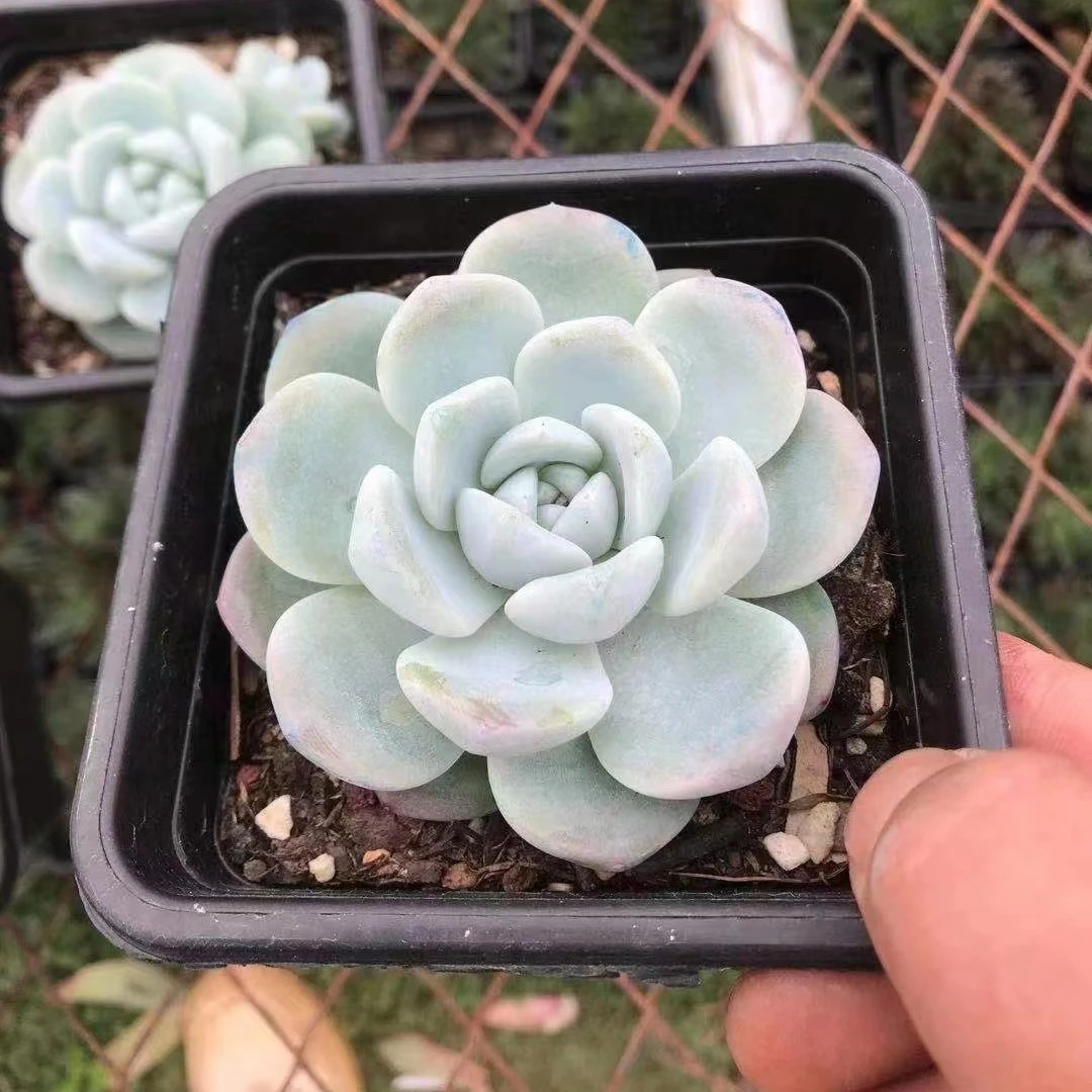 时光慢花园冰玉 10cm 多肉植物