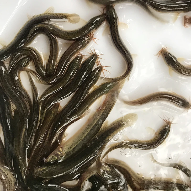 台湾泥鳅泥鳅鲜活小泥鳅苗宠物鱼乌龟筏钓小鱼活体饲料