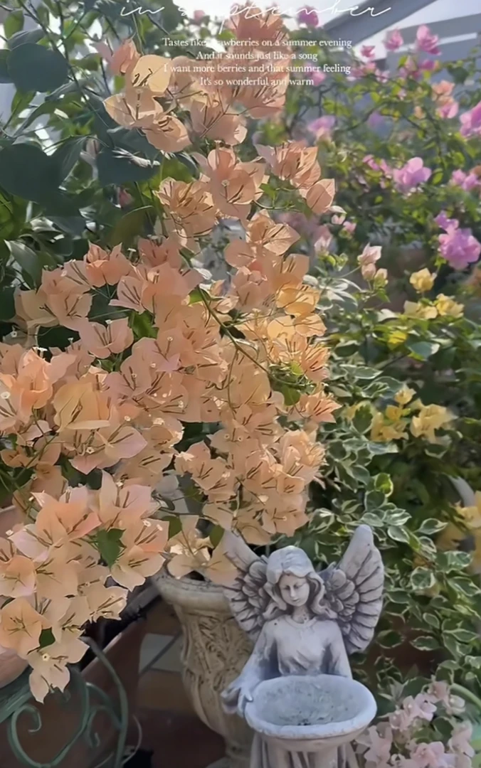 杂斑五宝嫁接盆苗三角梅