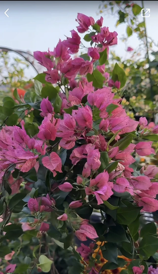 原生米罗盆苗三角梅