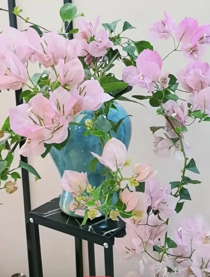 嫁接雪美人盆苗三角梅天冷要另外拍保温棉