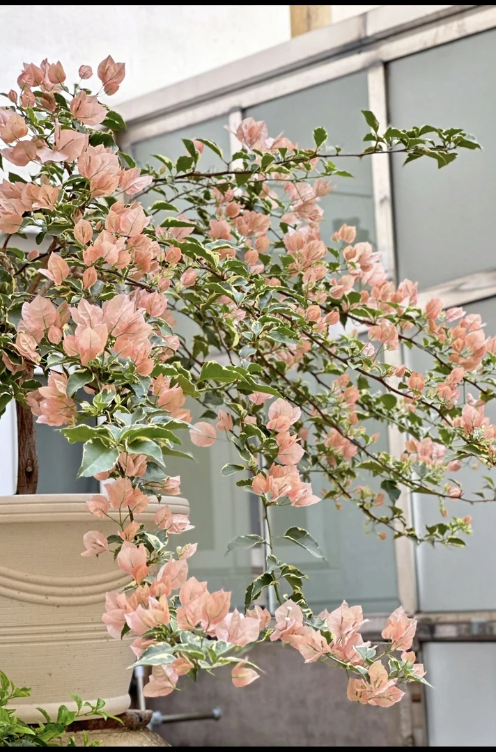 盲盒洛原生盆苗随机，自己去换土