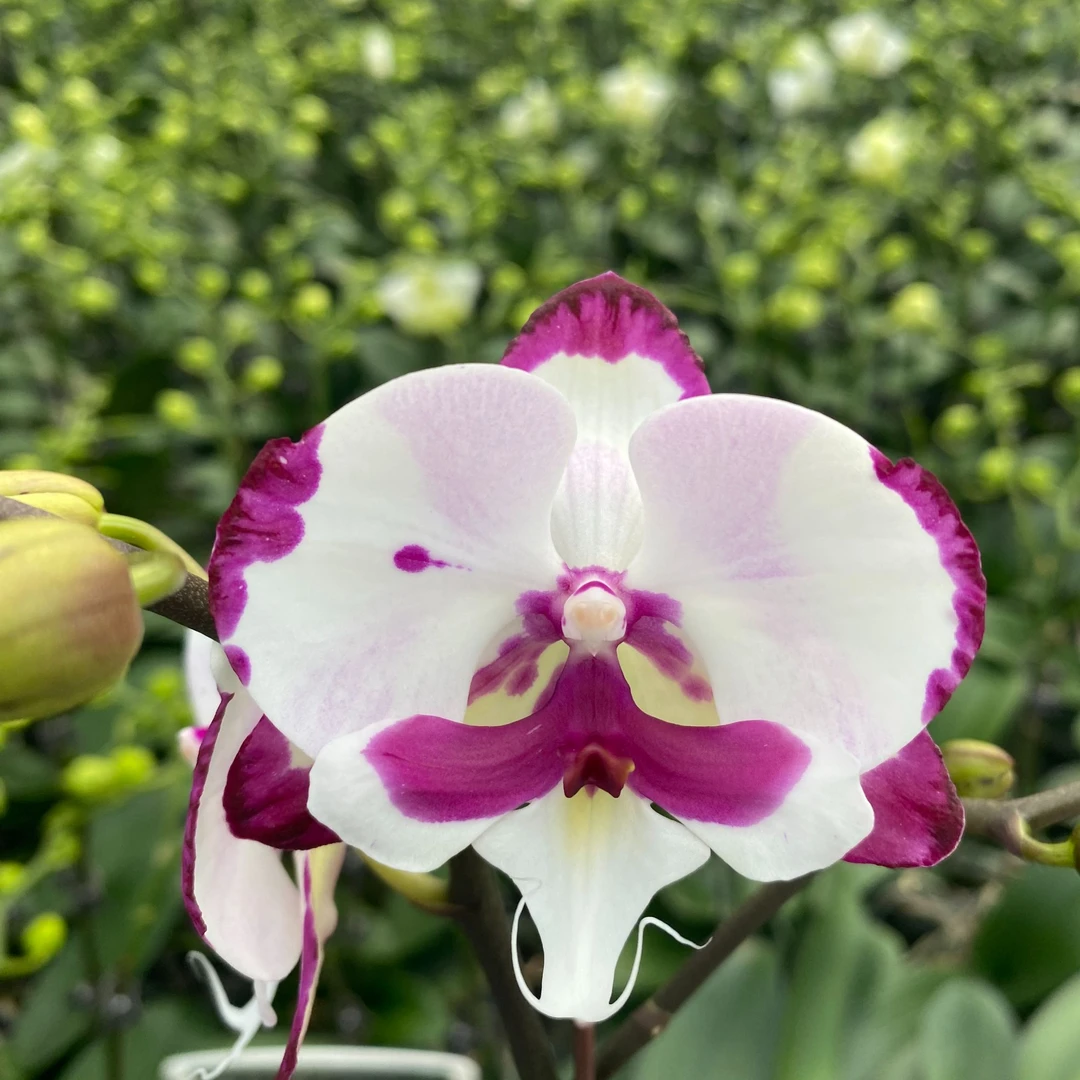 {大麦町 蝴蝶兰}3寸台湾品种 开爆福利不包花损 兰盛基地直发