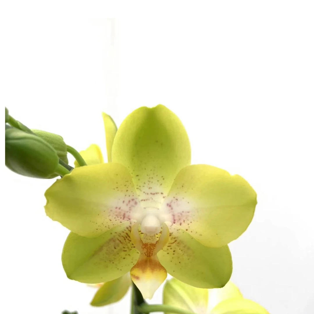 【阿雷佐】3寸加高开花株 带花带苞 蝴蝶兰基地直发 简单好养活