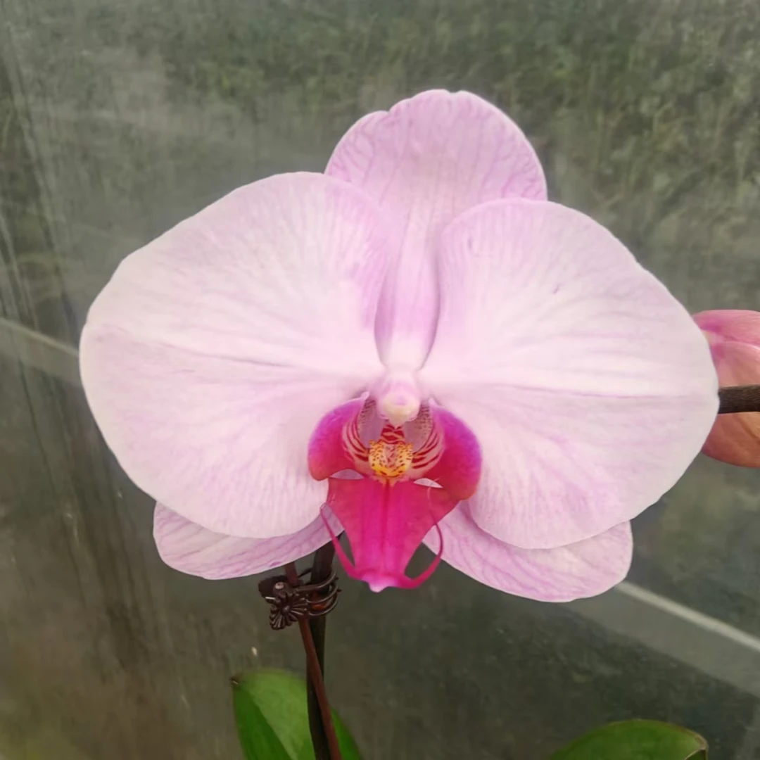 {西宾哈尼}3寸蝴蝶兰  粉色中大花型开花株带花带苞