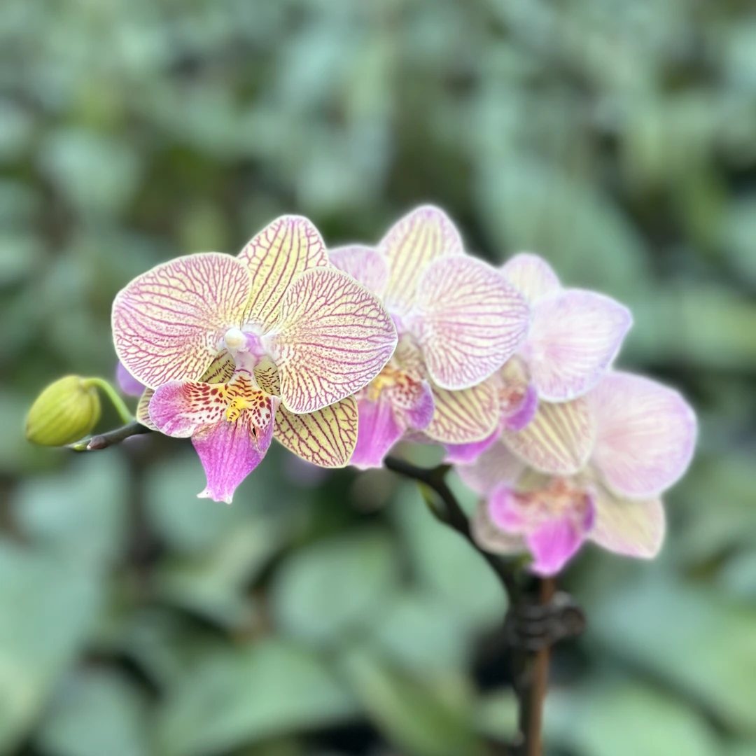 【初凤】蝴蝶兰3寸加高开花株开多开爆微掉苞 基地直发 简单好养活