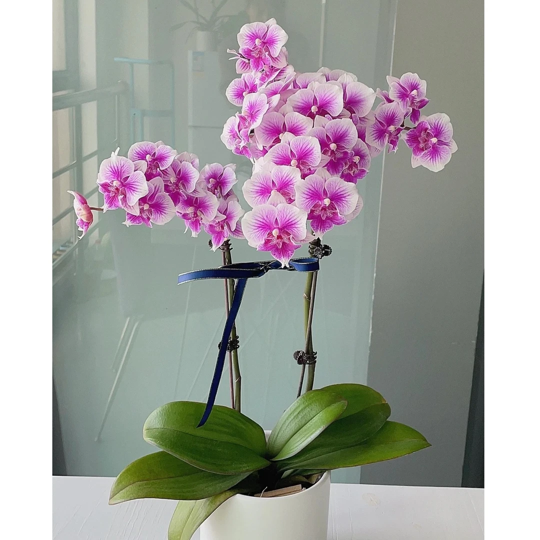 {可爱多} 2.8寸优质蝴蝶兰带花带花苞 基地直发 室内鲜花绿植盆栽