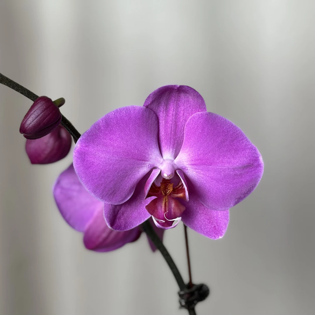 【孟菲斯】2.8寸开花株 带花带苞 基地直发 简单好养活