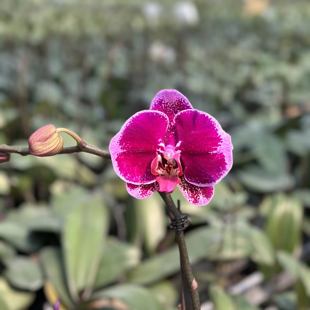 【精彩】3寸加高花苞株 蝴蝶兰基地直发 简单好养活