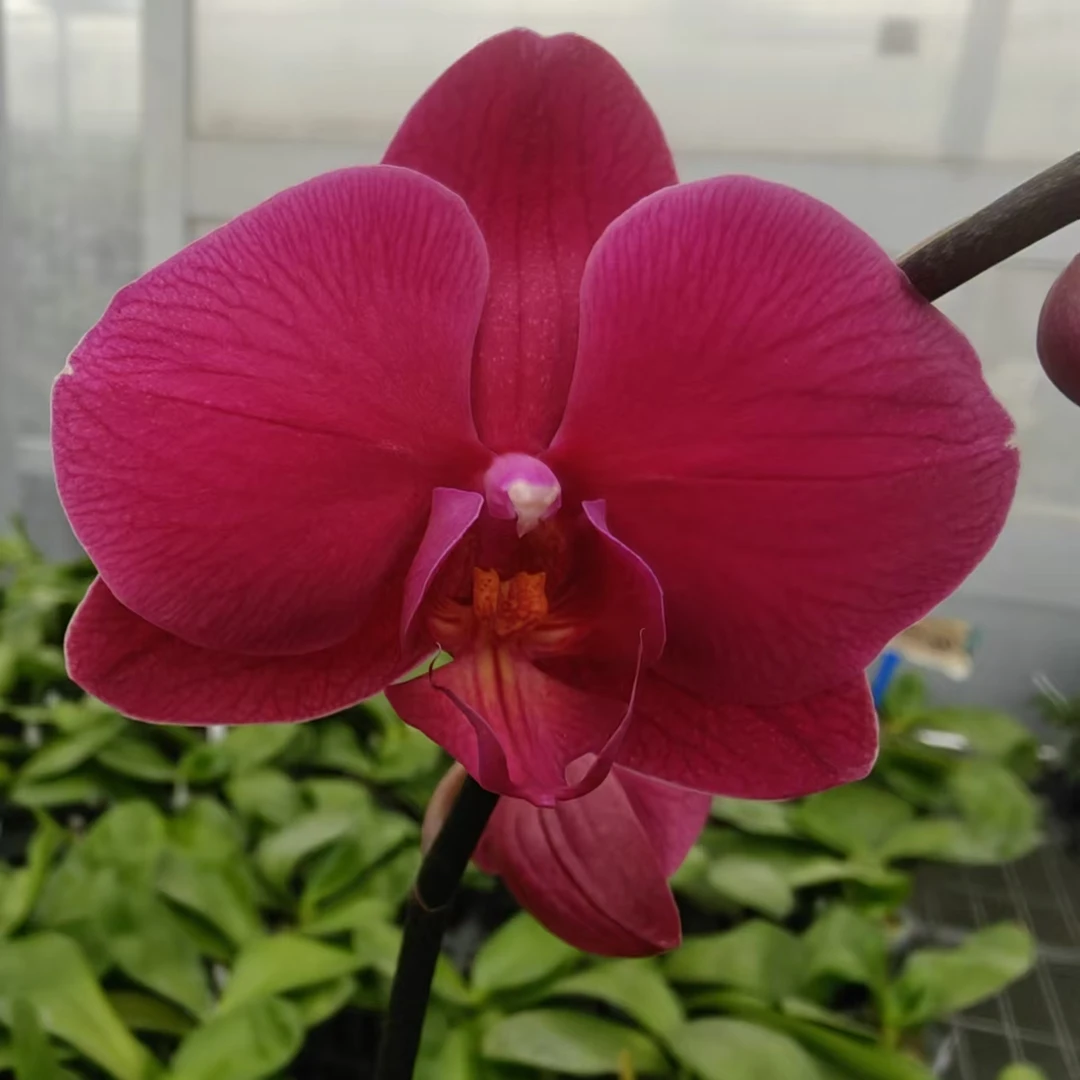 {喜洋洋}3.5寸蝴蝶兰 复古色中大花  带花带苞