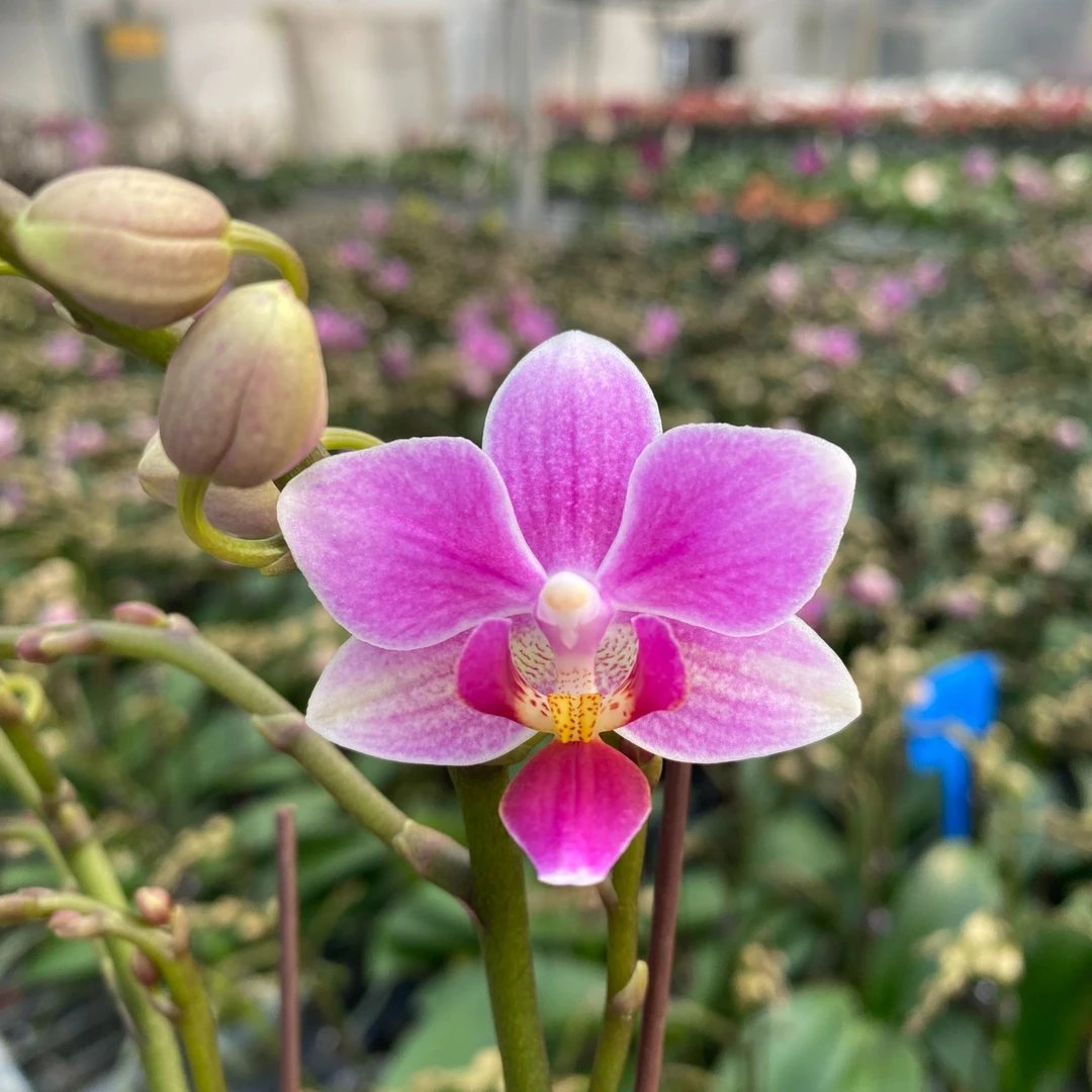 【香格里拉 蝴蝶兰】3寸小花型 蜡质带花香 粉色系丰花量好看好养