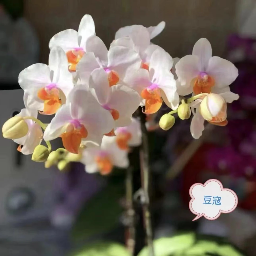 【豆蔻】 2.8寸杯抽梗苗 暂未开花 蝴蝶兰基地直发 简单好养活