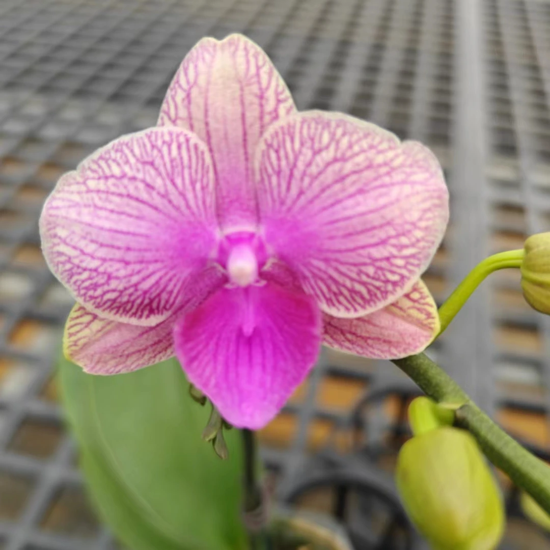 {美人鱼}蝴蝶兰 3寸蜡质中花型桌面款 带花带苞基地直发 蝴蝶兰