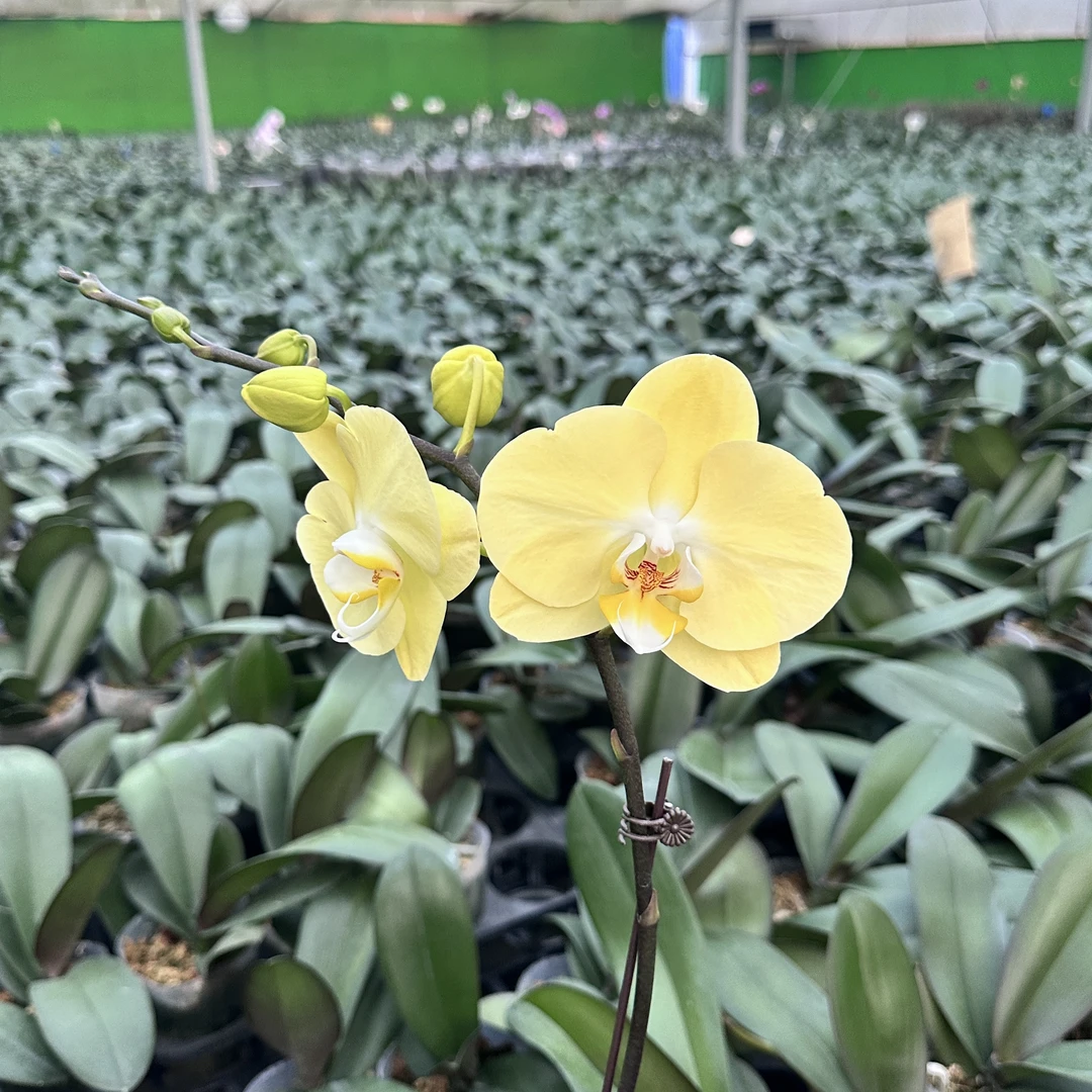 【581蝴蝶兰】2.8寸开花株 带花带苞 蝴蝶兰基地直发 简单好养活