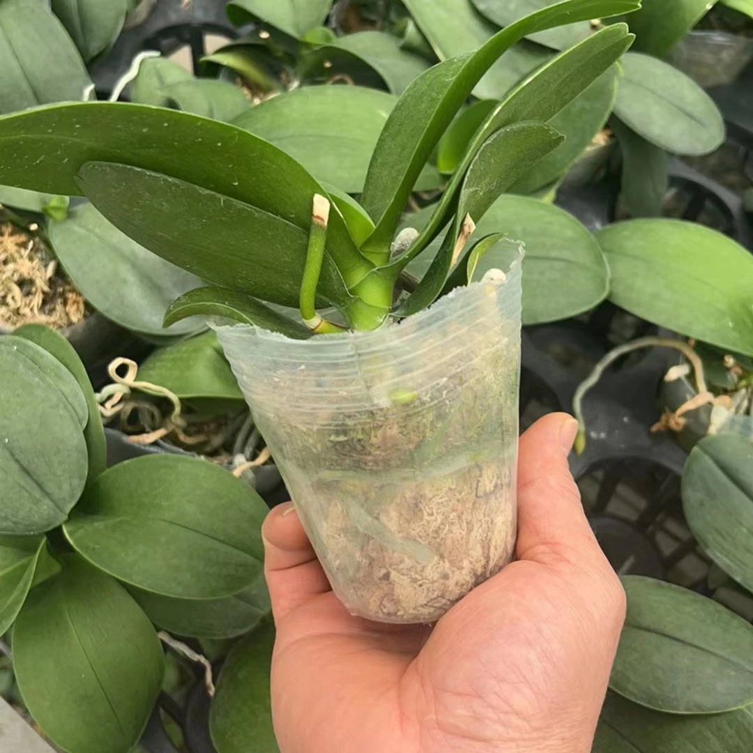 2.8寸花后苗品种随机一棵 蝴蝶兰基地直发 室内鲜花绿植盆栽花卉