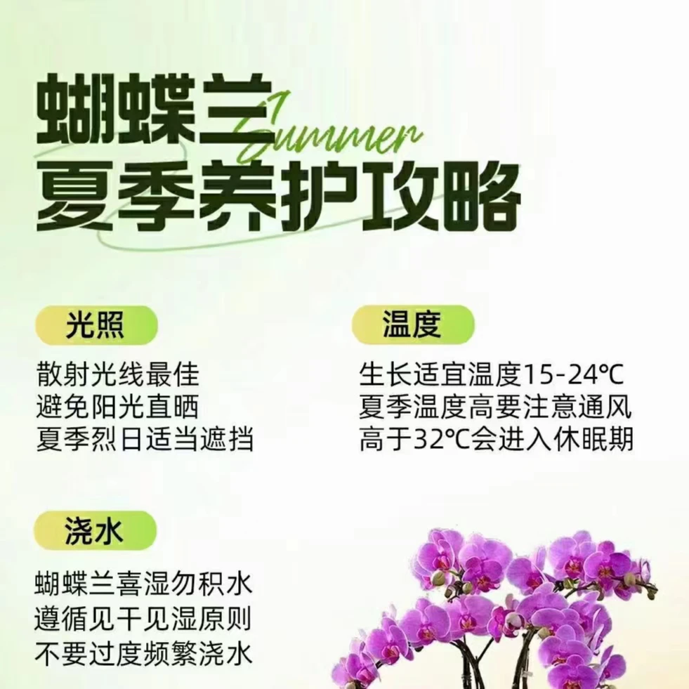 【蝴蝶兰发SF补差】按数量拍 默认丹鸟 SF需要补差价