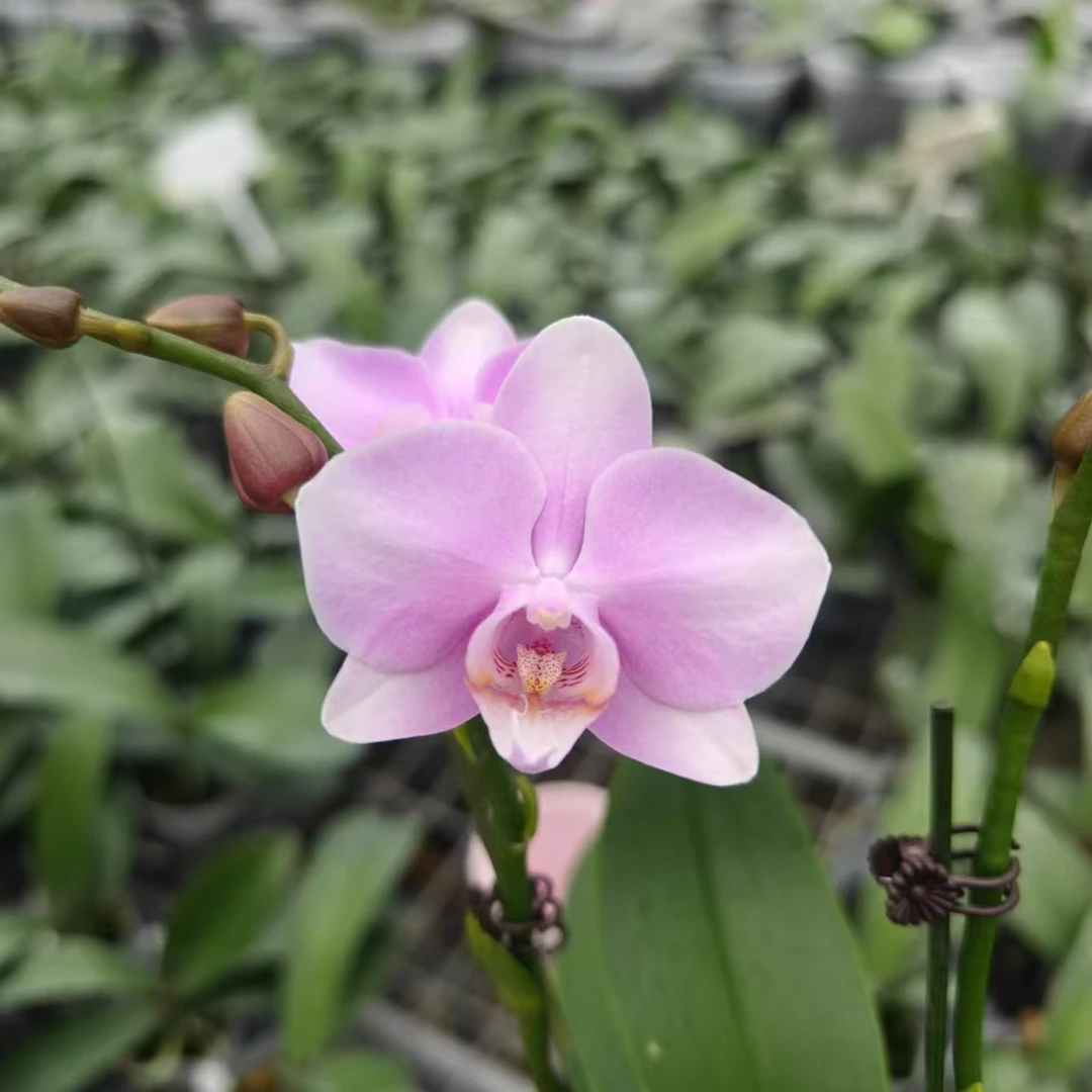 【三和新婚宴】蝴蝶兰 粉色系 中花型 开花株 基地直发 简单好养