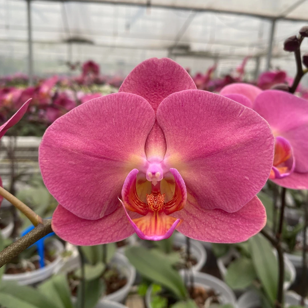 {红苹果}8寸杯 椰糠+火山石种植 基地直发室内鲜花绿植盆栽