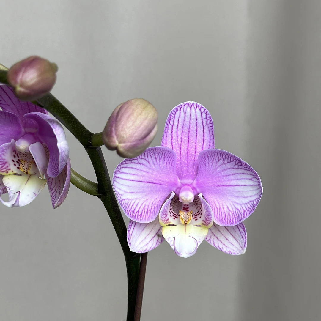 【情素】3寸开花株 带花带苞 蝴蝶兰基地直发 简单好养活