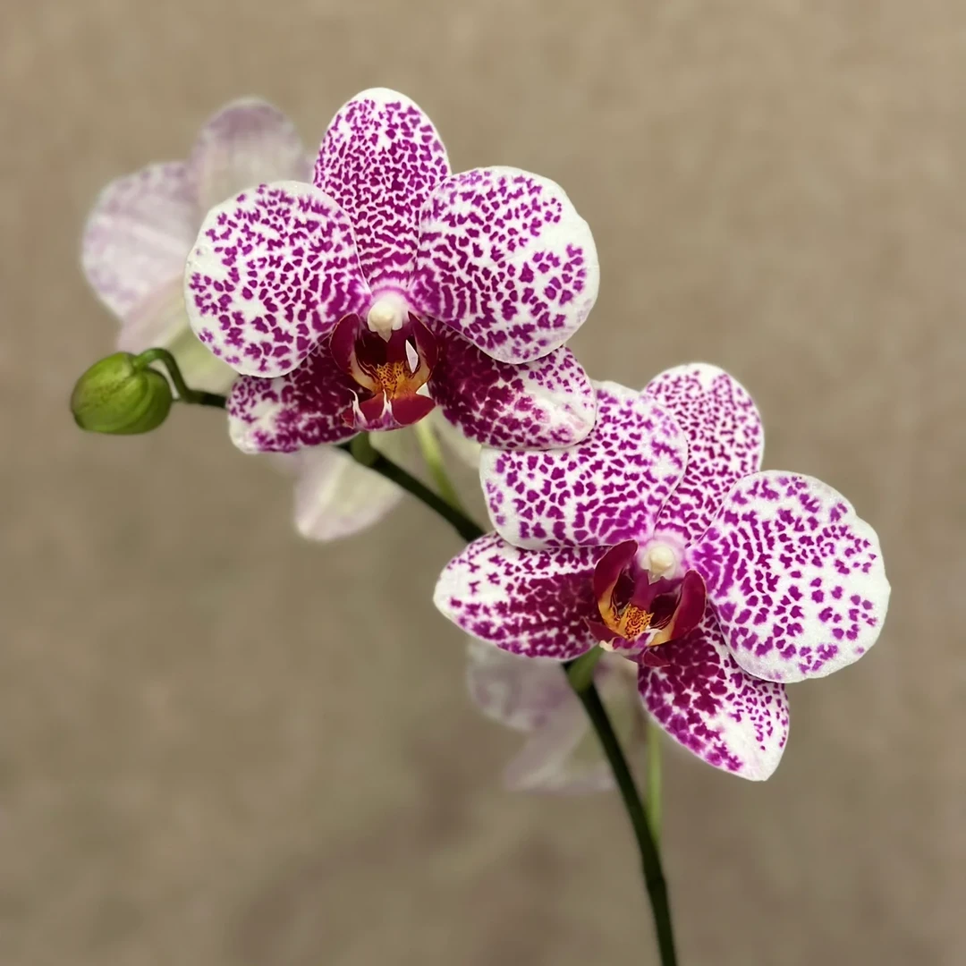 {黑杰克}3.5寸蝴蝶兰花期长不易消苞中花型 基地直发 室内鲜花