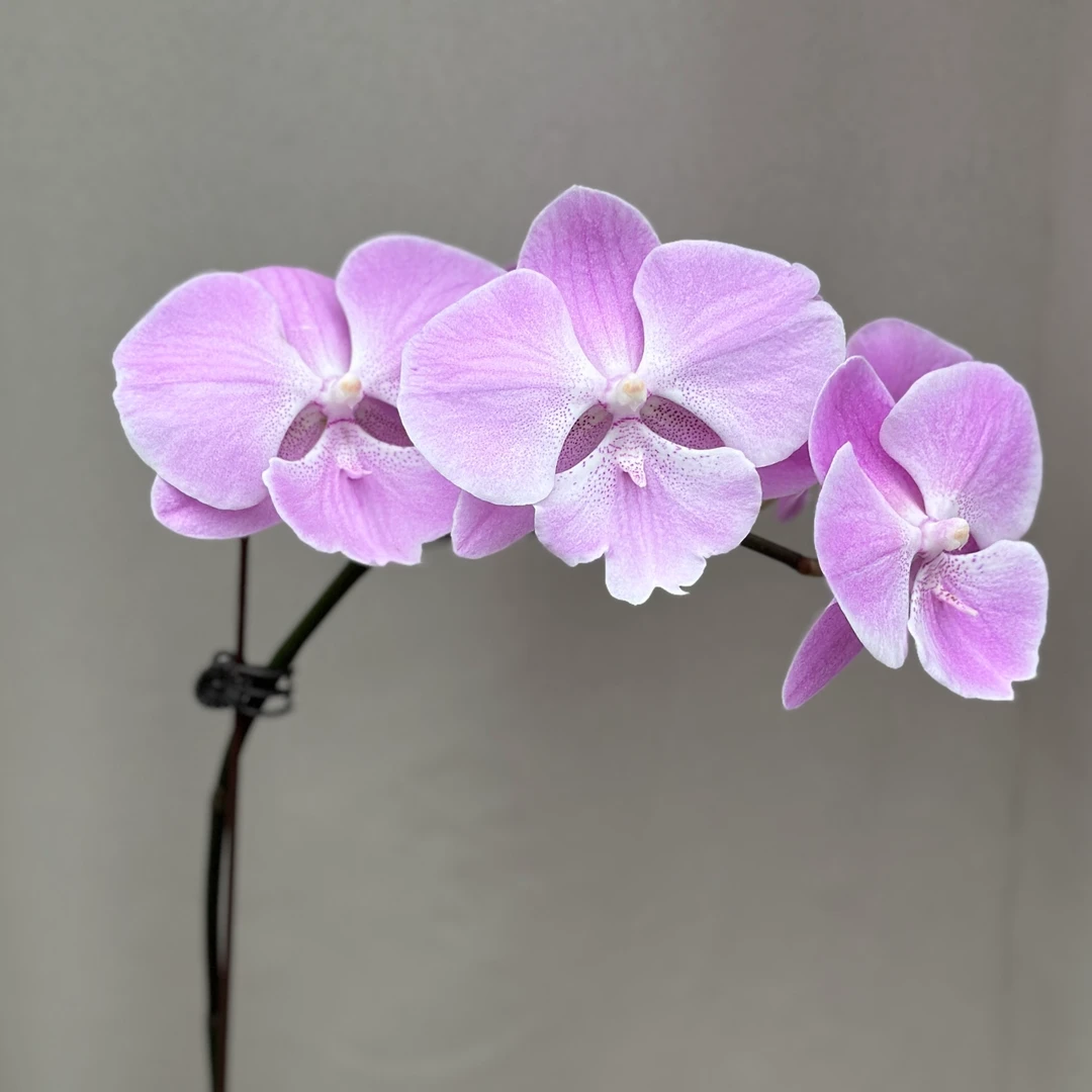 【Phal. Tako】3寸加高台湾品种苗 仅苗没花没梗 基地直发