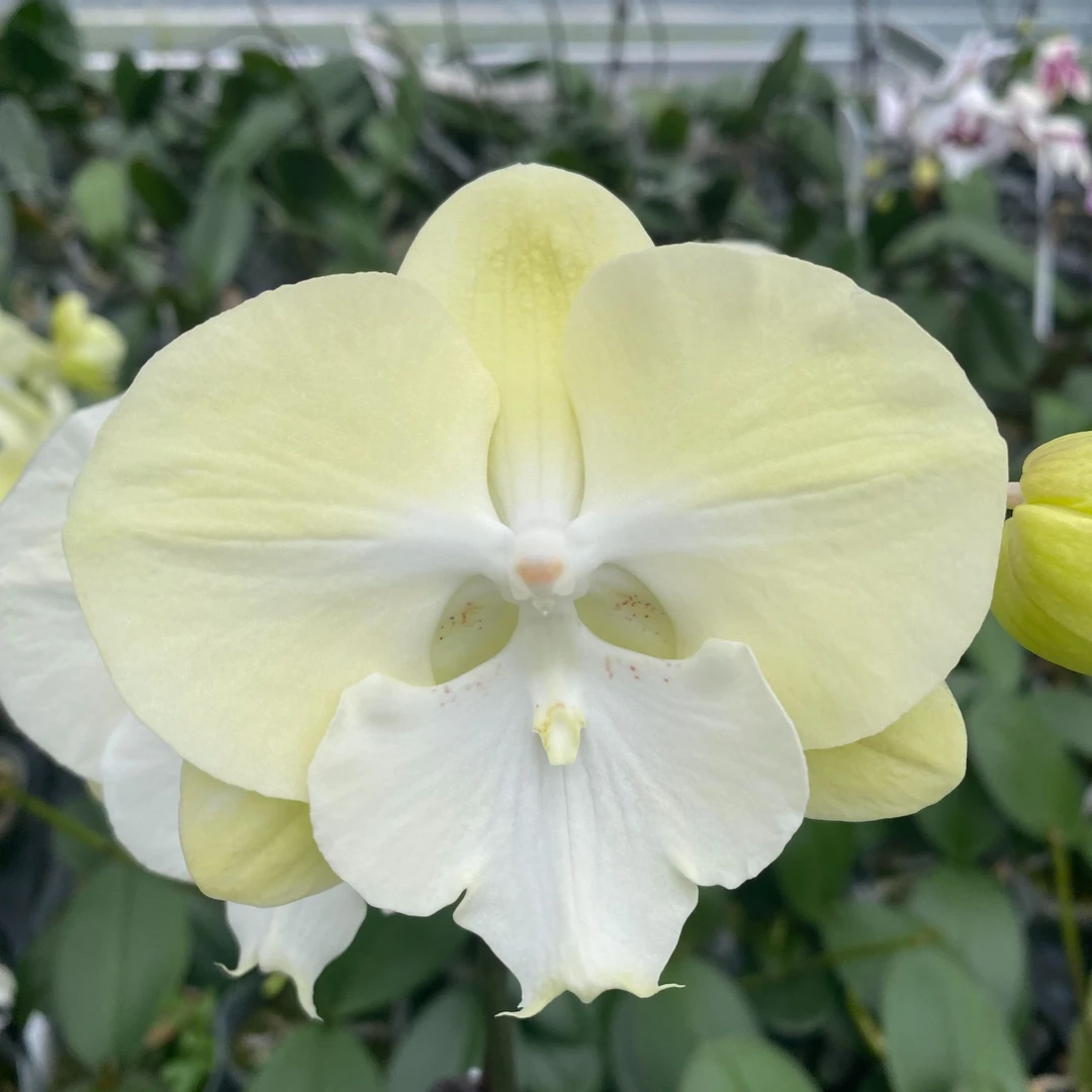 {红火蚁} 台湾品种蝴蝶兰优质3寸开花株 基地直发 室内鲜花绿植