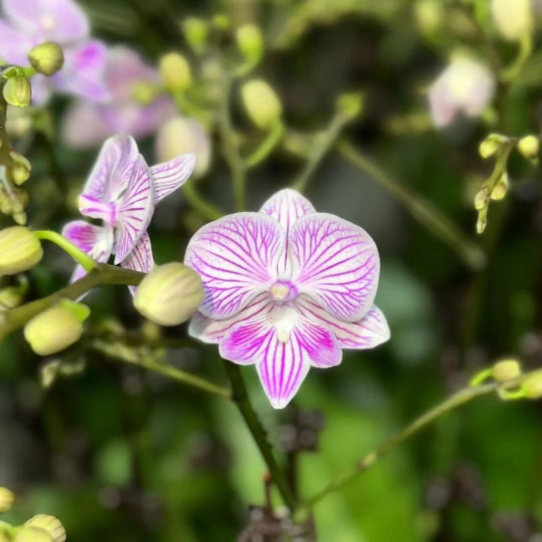 【小可爱】2.8寸开花株 带花带苞 蝴蝶兰基地直发 简单好养活