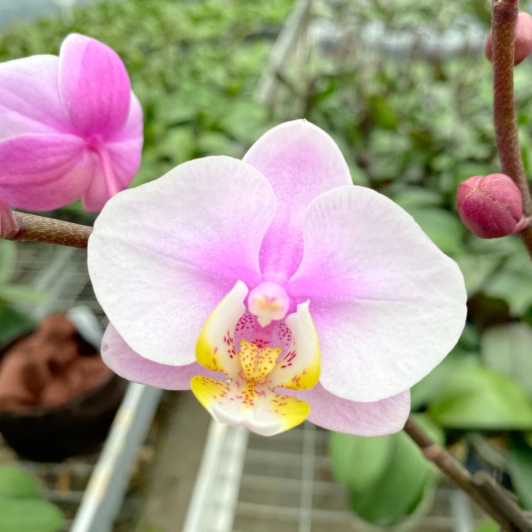 【小梅花 蝴蝶兰】2.8寸双剑 清新淡雅粉色系仙气唯美好看小花型