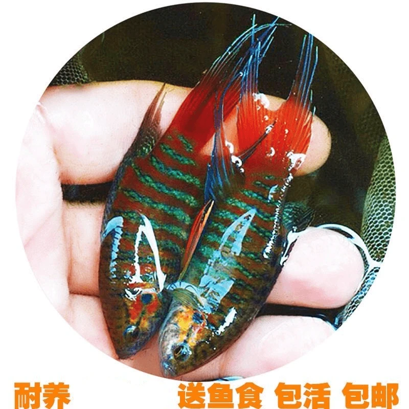 斗鱼中国巨普蓝活鱼小型冷水观赏菩萨淡水好养耐活热带鱼观赏鱼