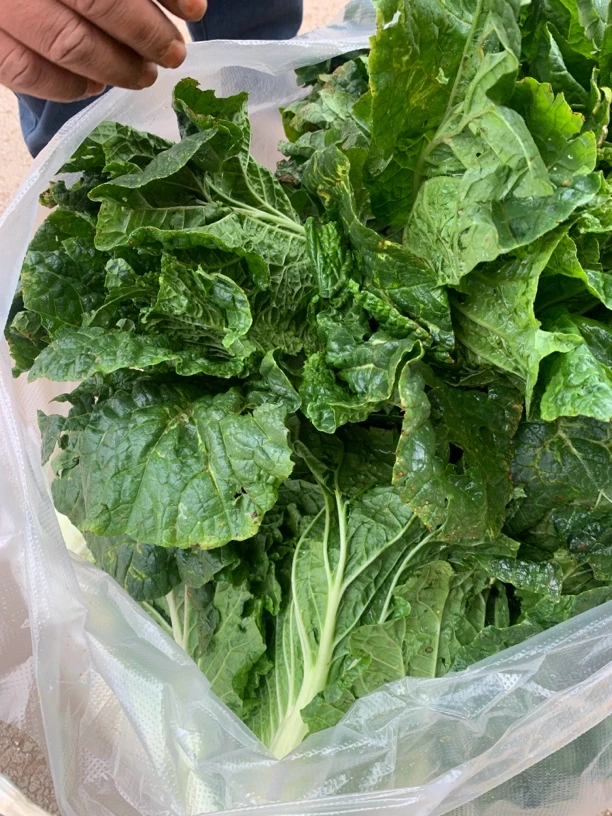 云南大白菜/山地白菜