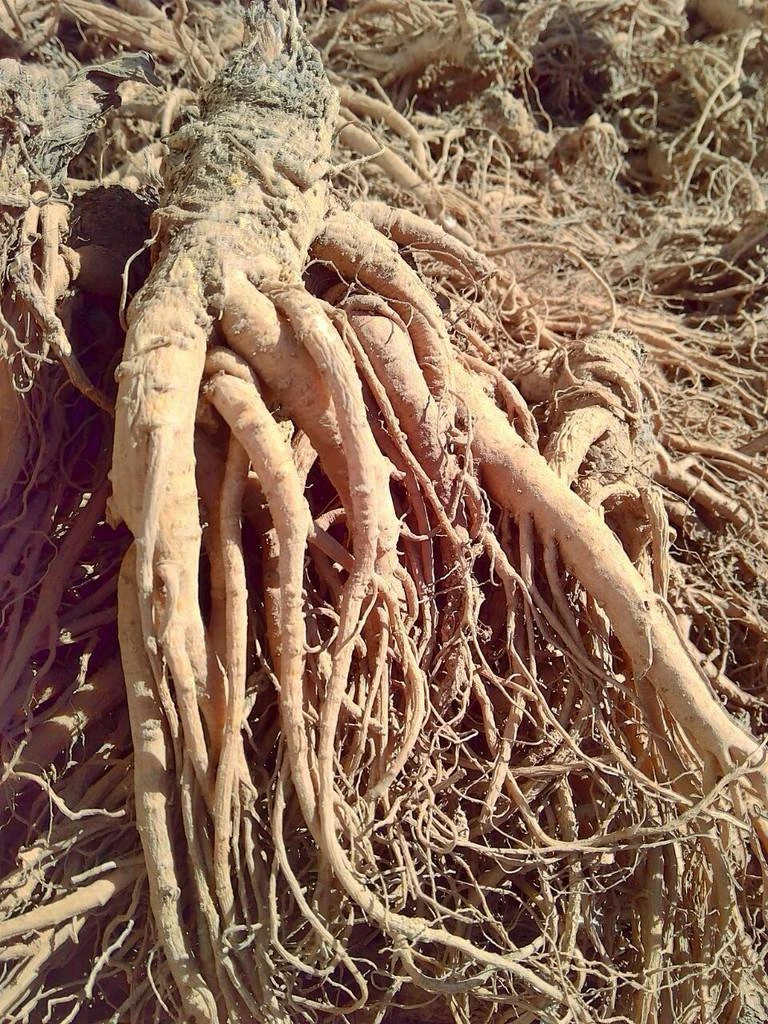 当归/云南高原自挖高山鲜当归