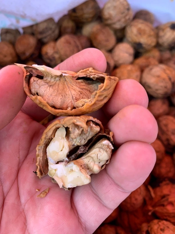 核桃/云南农村核桃/皮薄肉厚