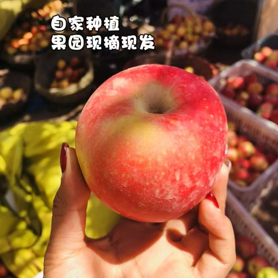 新疆阿克苏早熟苹果红富士孕妇水果当季新果整箱包邮5斤/10斤