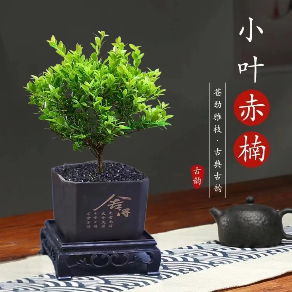 【小叶赤楠】盆栽绿植好养桌面室内茶台办公室客厅前台新中式盆景