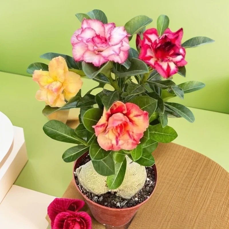沙漠玫瑰花矮桩多头室内外阳台好养盆栽35-45高度花色随机好养