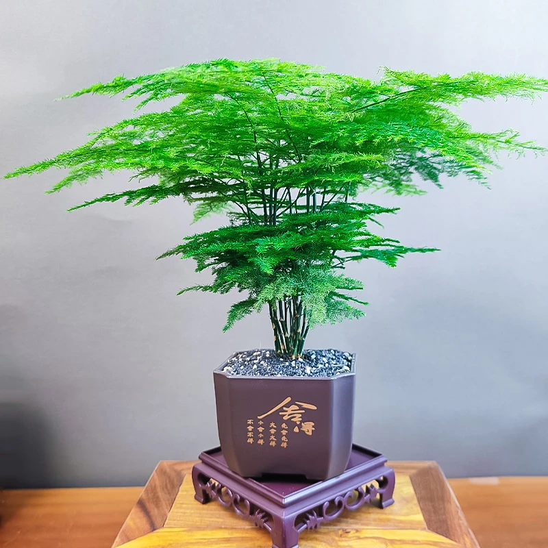 【文竹】桌面盆栽绿植办公室客厅盆景茶台卧室好养绿植花卉植物