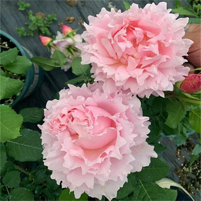 苏菲/索菲罗莎-月季浓香四季开花波浪边灌木涨势快抗病好