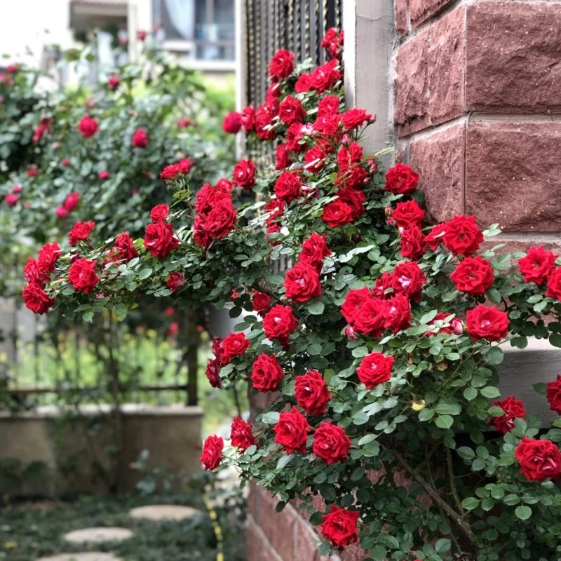 红花蔷薇 爬藤爬墙庭院别墅篱笆围栏四季多花重瓣