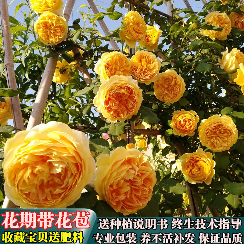 黄金庆典—爬藤爬墙月季四季开庭院地栽蔷薇花卉盆栽大花浓