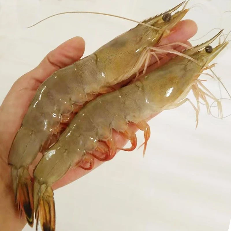 野生红尾大虾5斤10斤直播链接